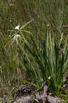 Henry's spiderlilly